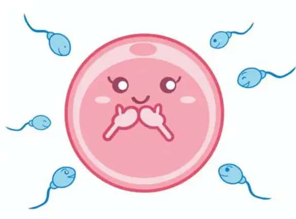 元気な精子と若い卵子が出会うために